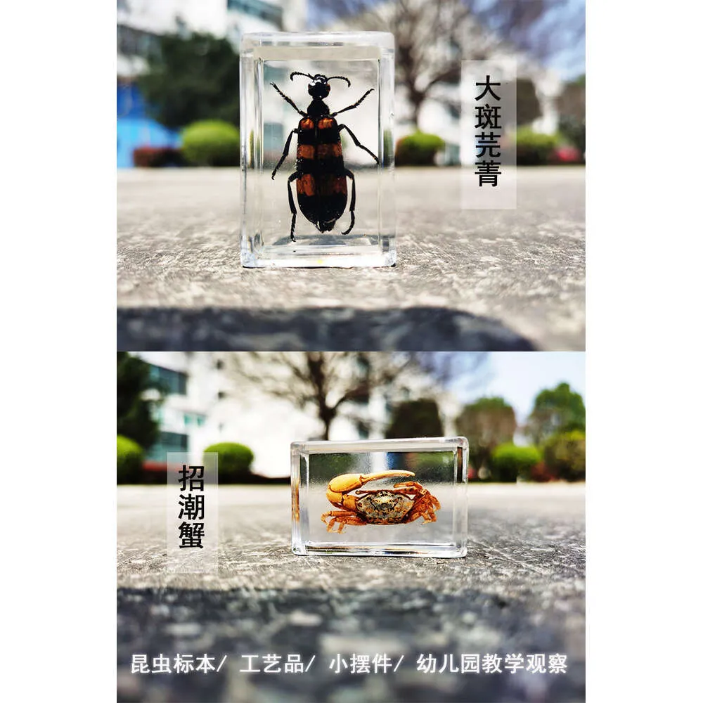Transparent Resin Spider Specimens Autumn Armor For Science Projects ...