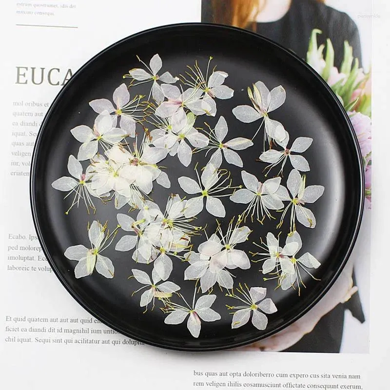 Fiori decorativi 60 pcs pressato gaura secco Lindheimeri Engelm Butterfly Flower Plants Herbarium per gioielli Postcard Telefono Invito