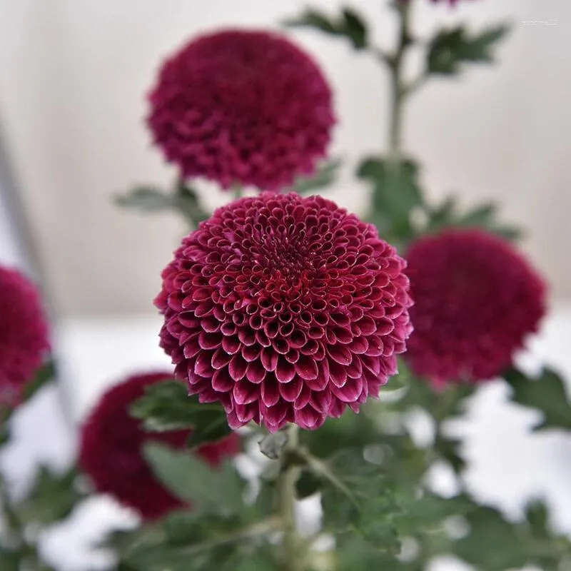 Fleurs décoratives simulées taro violet pingpong chrysanthemum plantes artificielles bonsaï chinois redbud à la maison décoration de mariage