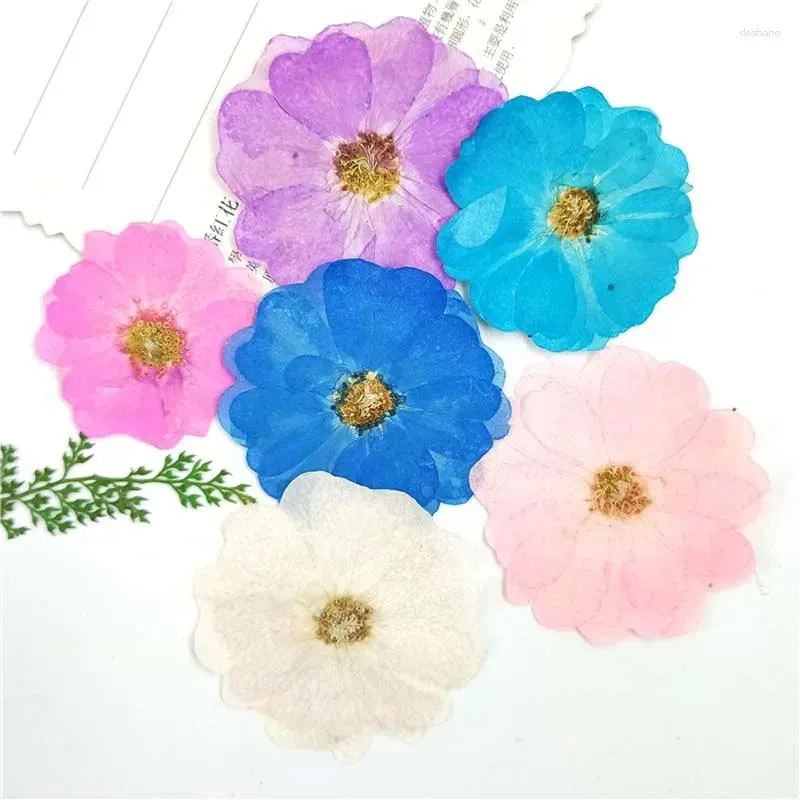Decoratieve bloemen kleurstofkleur Chinese roos natuurlijke gedroogde pers voor decoratie telefoonhoesje 60 pcs