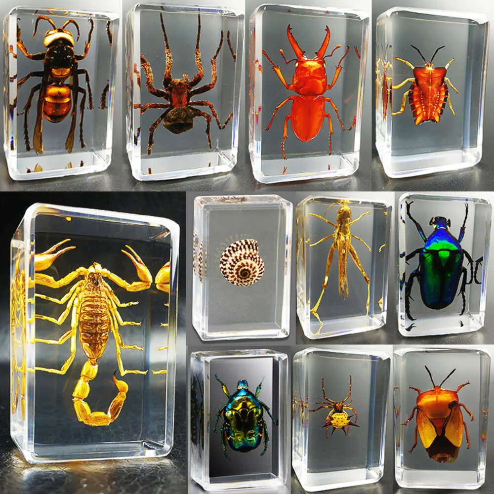 Transparent Resin Spider Specimens Autumn Armor For Science Projects ...