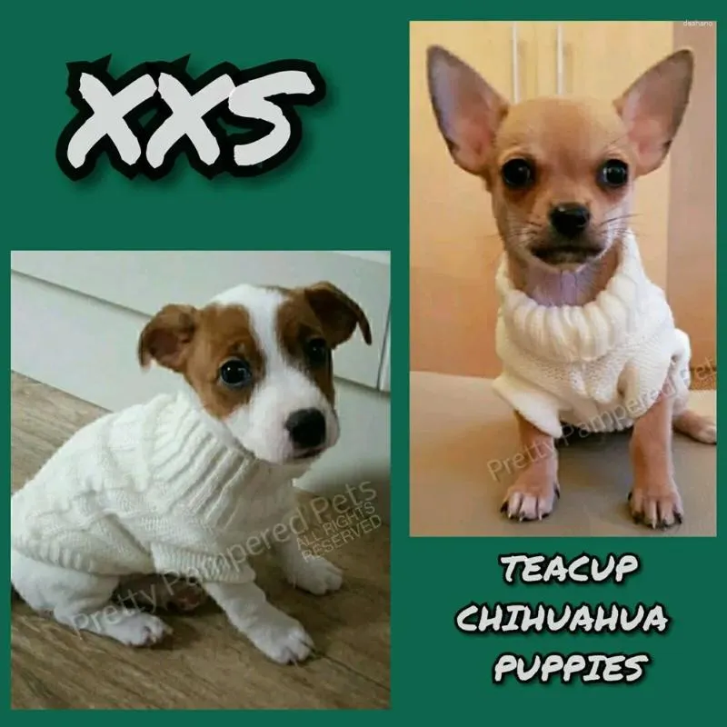 Hundklädstorlek XXXS/XXS/XS TEACUP CHINHUAHUA TREATER Valp Varm stickad jumper Vinterdräkt katt hoodie kläder för Yorkie maltese