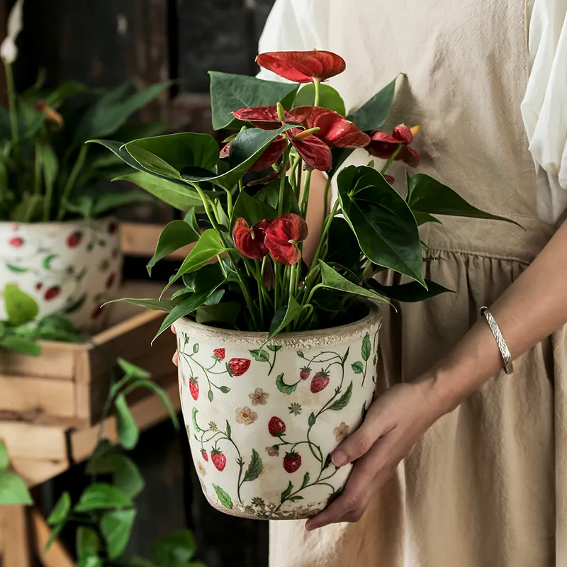 indoor hanging plant basket Acerra Hanging Basket, 2-Pack  Algreen Products