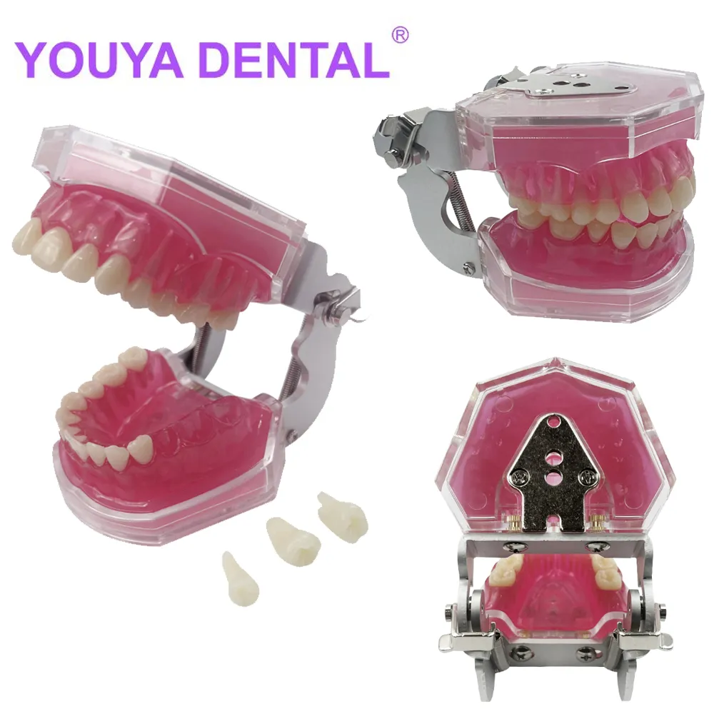 28-Piece Dental Root Canal Practice Model - Typodont Teeth For RCT Training & Student Demonstration