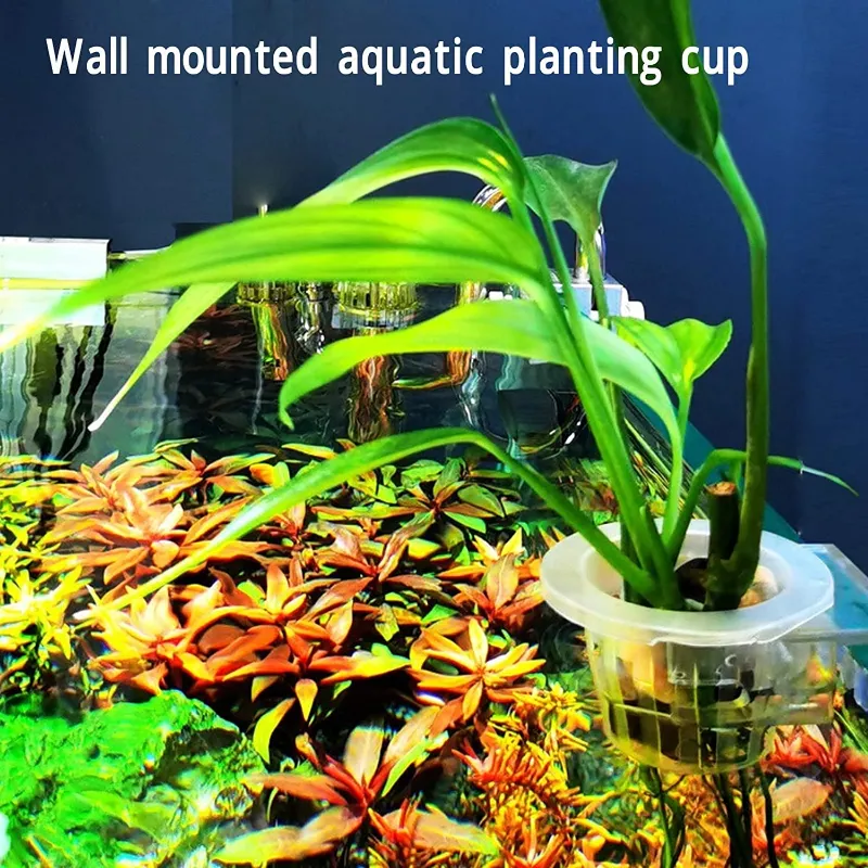 delivery indoor plants ZZ Plant | Send A Plant Gift Box main image 1