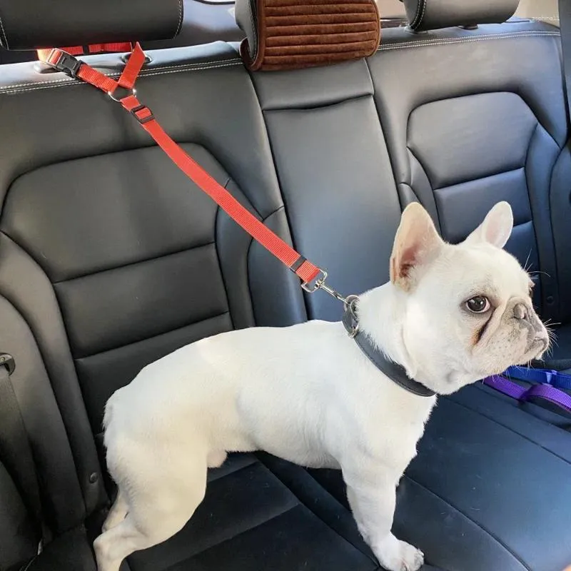 Seat belt dog collars hotsell