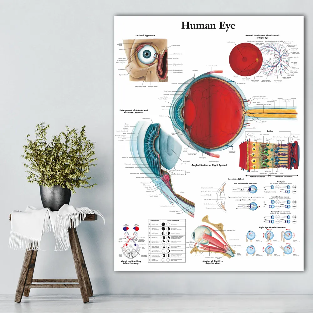 Muscular System Posters Silk Cloth Anatomy Chart Human Body School ...