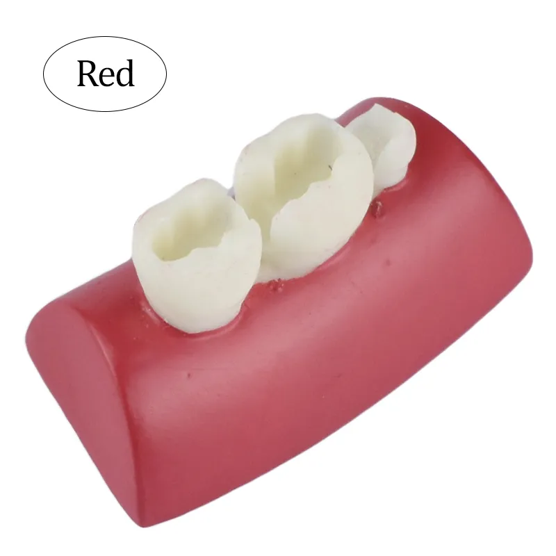 28 Pcs Dental 1:1 Permanent Teeth Demonstration Teach Study Model Tooth M7021