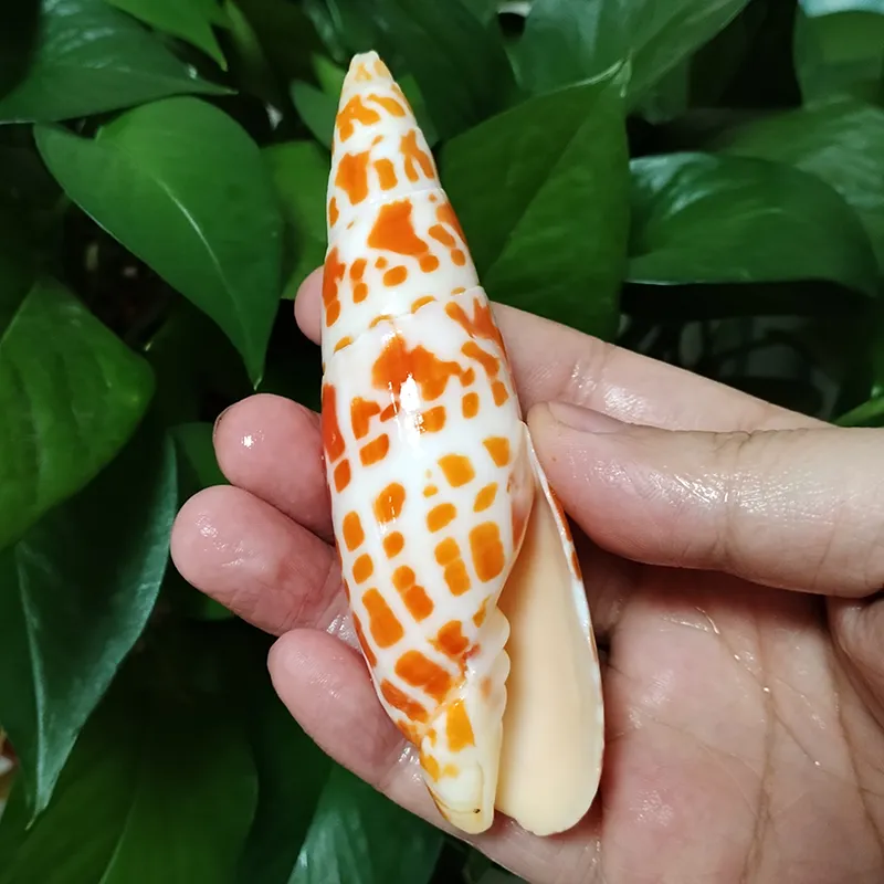 Conchiglia Naturale Lumaca Mare - Ornamento Acquario, Arredo Reef, Decorazione Marina