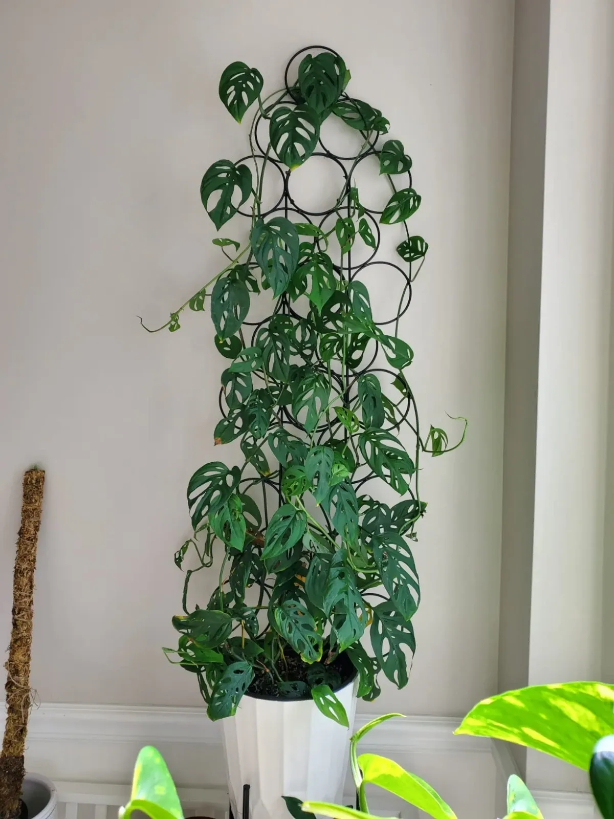 Indoor Trellis for Potted Plants 15.7 Inch Stackable Climbing Plant Frame  from Dhgate Other Bird Cages - price 16.31