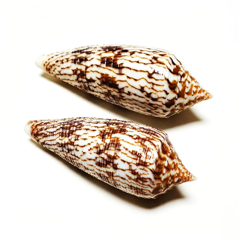 Conus Australis Sea Shells 2 Natural Brown Cone... From Dhmallqueen ...