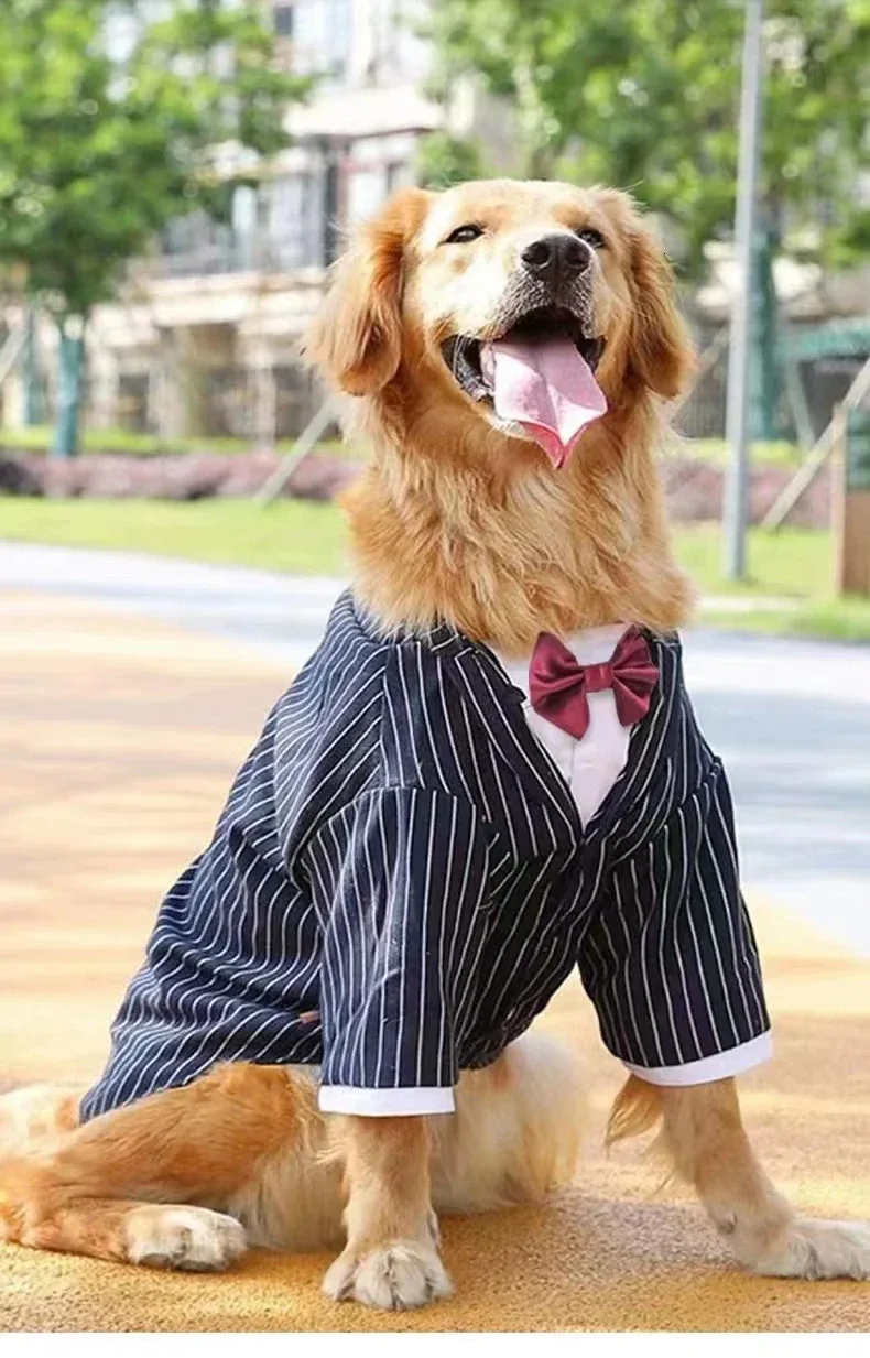 Striped Tuxedo Dog Suit for Large Breeds Wedding, Golden