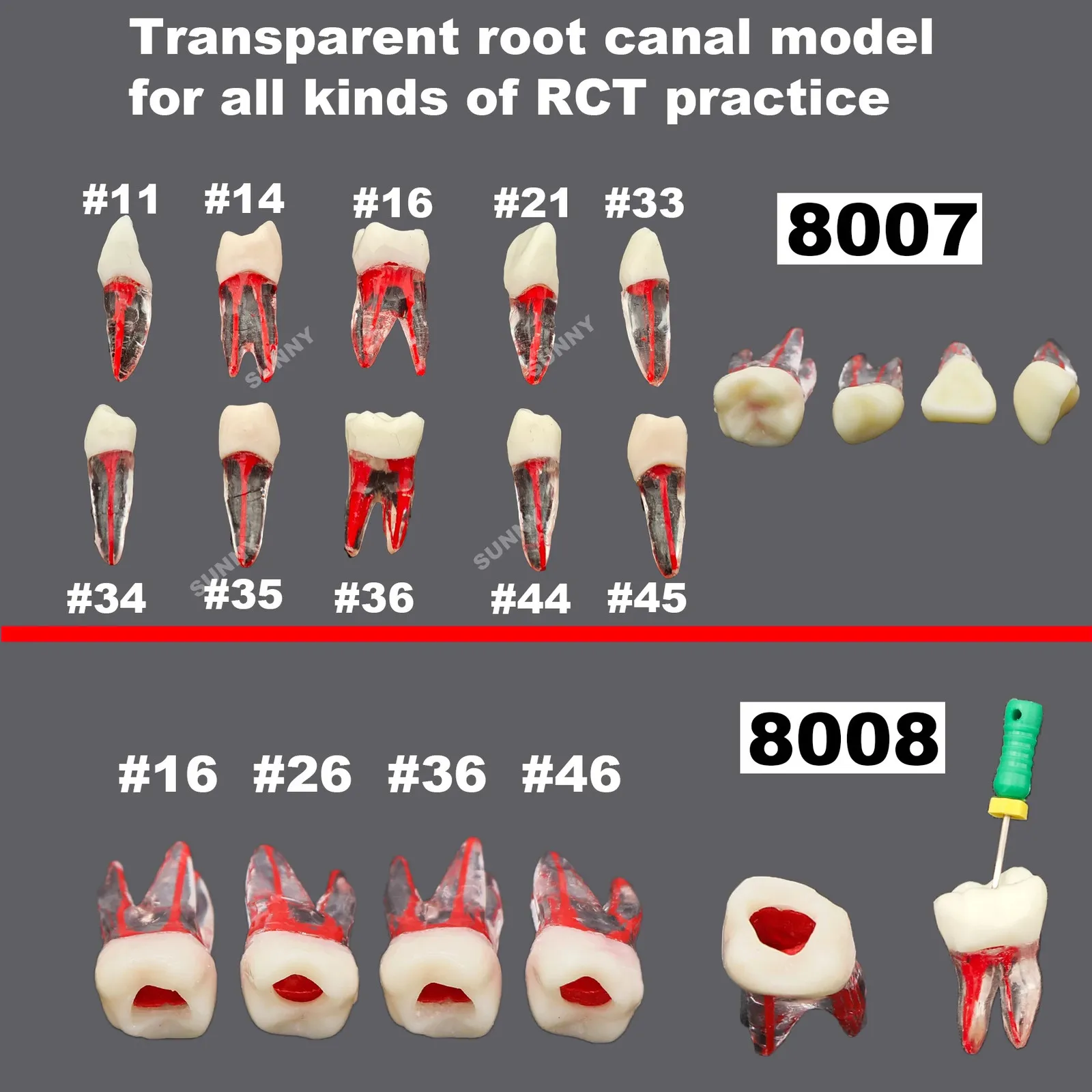 Kilgore Nissin Dental Teaching Model Root Canal... From Zhong06, $20.19 ...