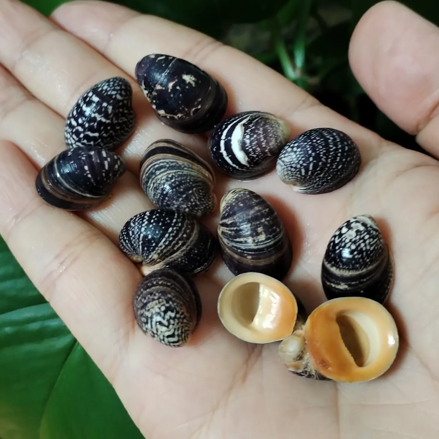 10 Natural Neripteron Violaceum Shells - Seashell Earrings DIY, Beach ...