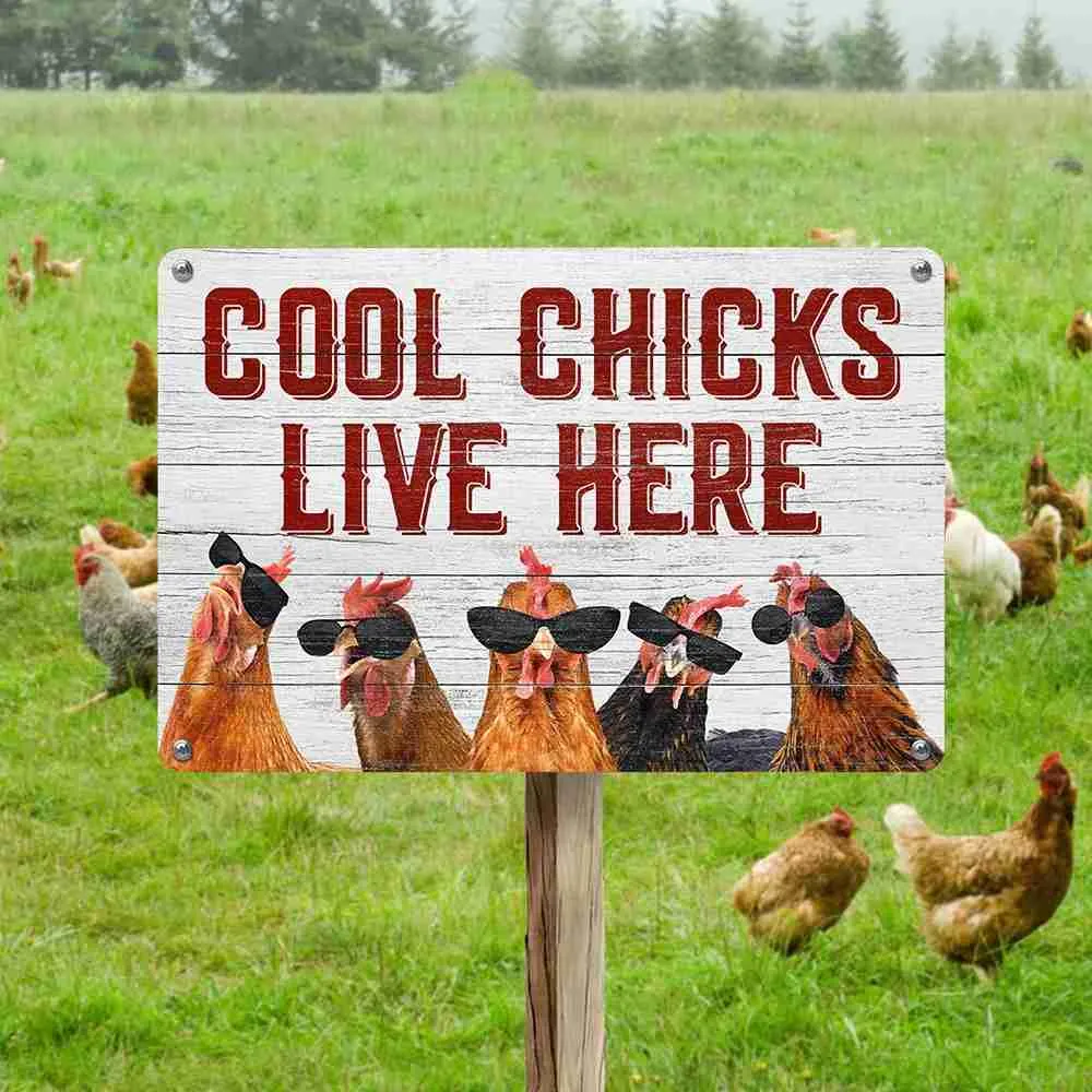 Funny Chicken Coop Sign Vintage Metal Tin Cool Chicks Live Here