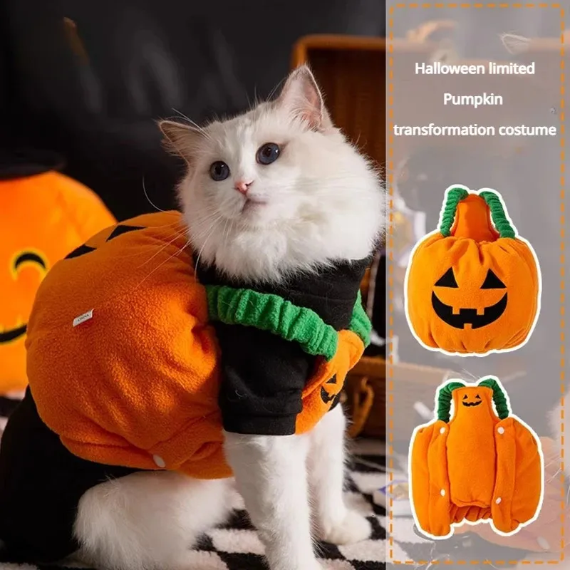 Cat in a pumpkin costume 2025