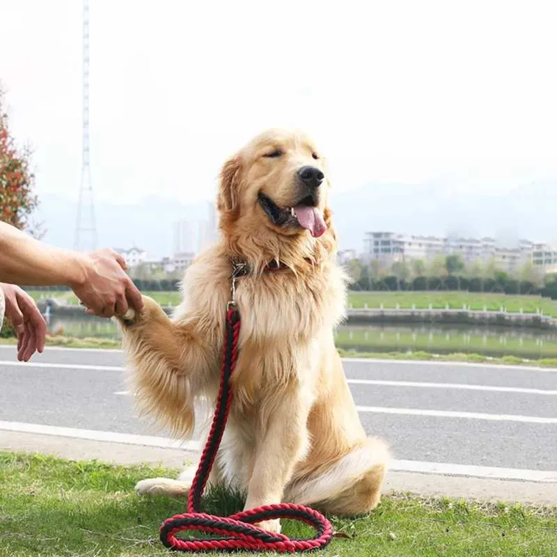 Anti bite dog leash online