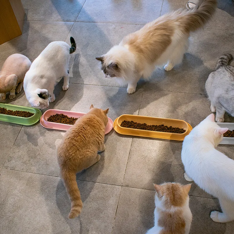 Cat feeding device hot sale