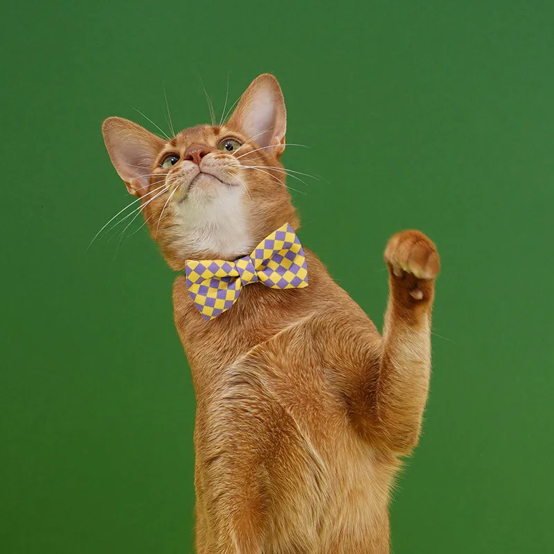 neck tie for cat