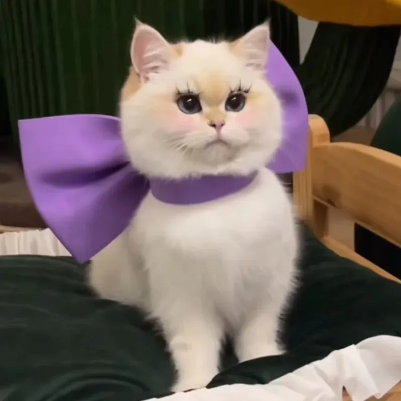 Save Big on Bulk Cat Collar Jewelry Purple Cat Collar With Bow Cute Sweet  Necklace For Small Pets Novelty 2024 Safe Quality Mainland China Origin 