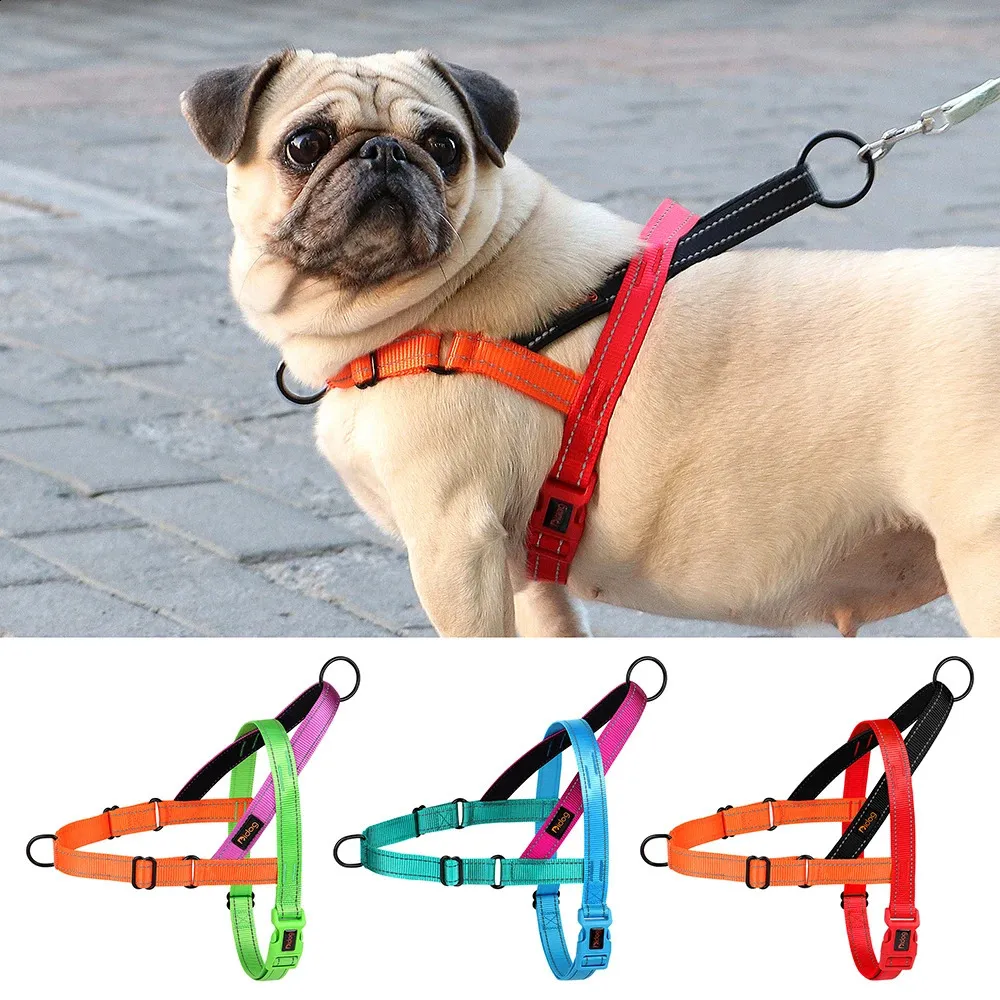 Pug proto Pull Dog