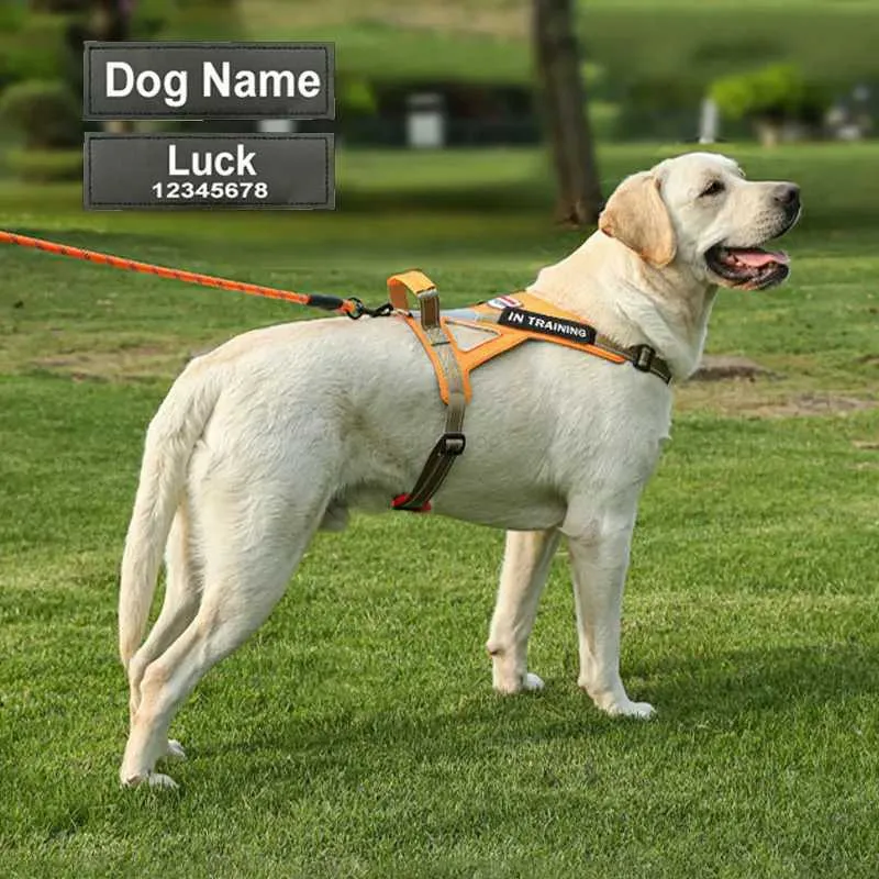 Golden Retriever Best Leash For Lab Puppy Golden Retriever Best