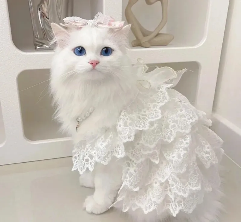 cat cute dress Cat Dress Buying Guide: Styles, Materials & Sizes for Small Pets