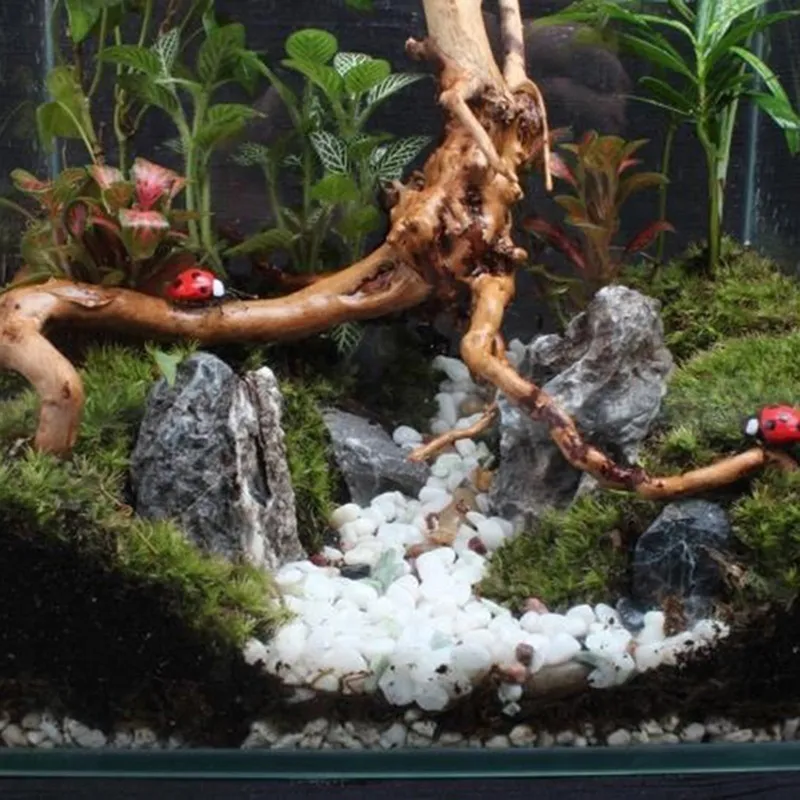 thumbnail image 2 of Natural Aquarium Driftwood Branch - 8-10cm Trunk For Fish Tank Decoration & Aquascaping 2 of 12
