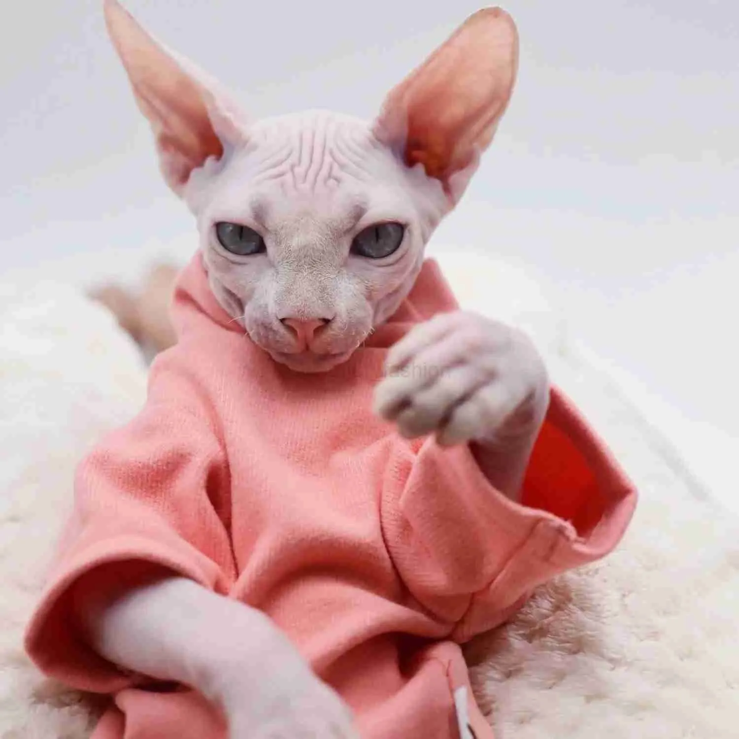 Sphynx Cat Gut Gurtleneck Vole De $19,09 | DHgate, image size:1500x1500