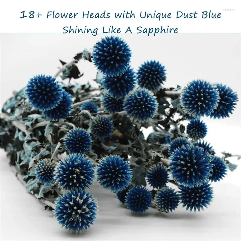 Dekorativa blommor bevarade Echinops Globe Torkad blomma för bröllop Boho Party Home Decor Diy Floral Arrangements Presentlåda Dekorationer Dry