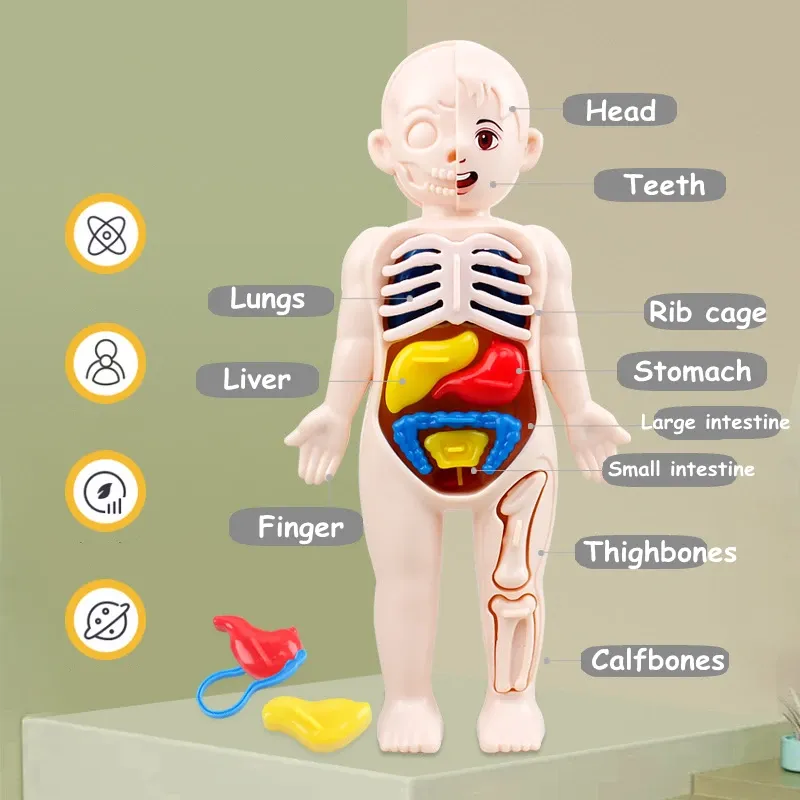 3D -головоломка манекен Кид Монтессори Анатомия модель образовательного обучения орган собрал инструмент обучения органам для детей для детей