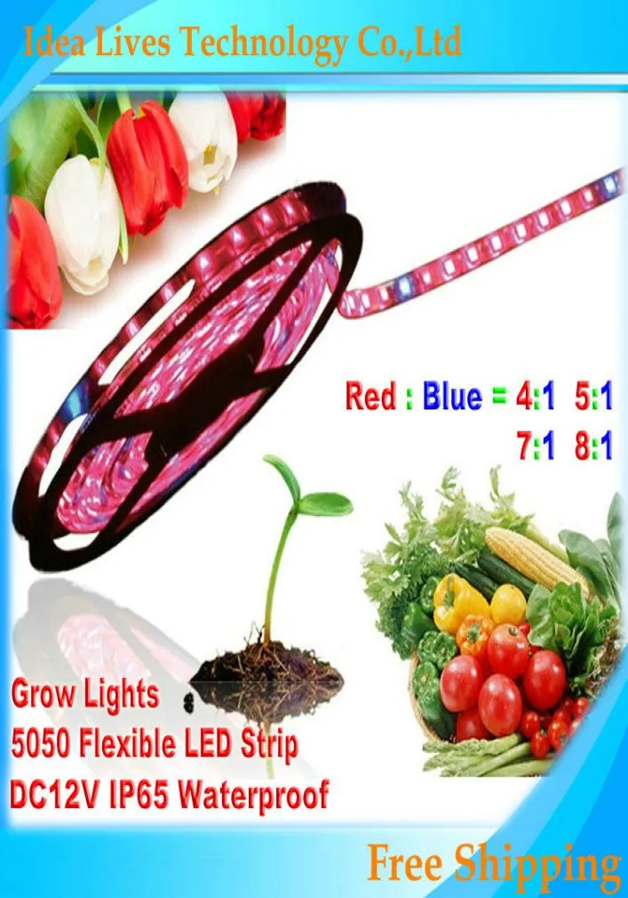 Whole5M 5050 DC12V LED Strip Plant Lights Red Blue 41517181 لـ Greenhouse Hydroponic Plant Growding5Mlot1662288