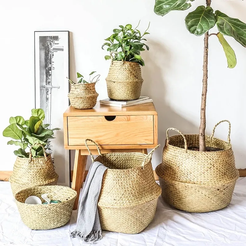 indoor tree plants for sale Tea Plant For Sale  Logee's Plants