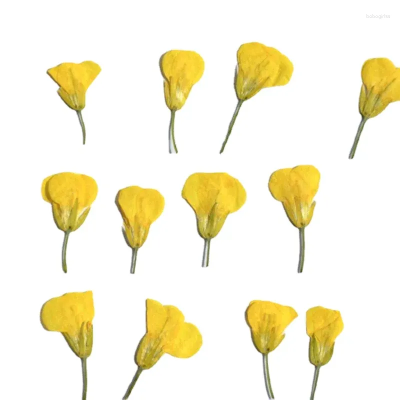 Decorative Flowers 0.8-2CM/Decorative Natural Pressed Dried Cole Branch Tiny Yellow Dry Press Flower For Epoxy Resin Nails Candle Making