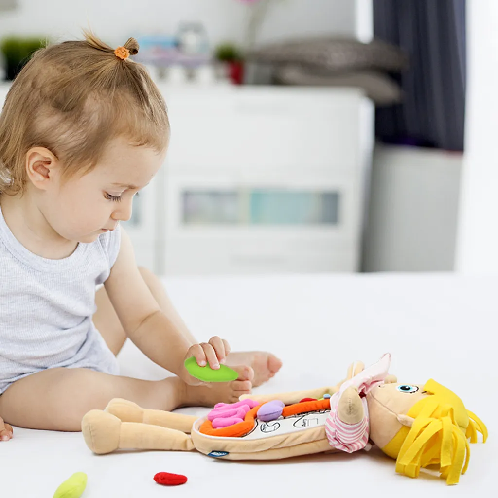 Human Body Anatomy Toy, Montessori Preschool Educational Organ Plush ...