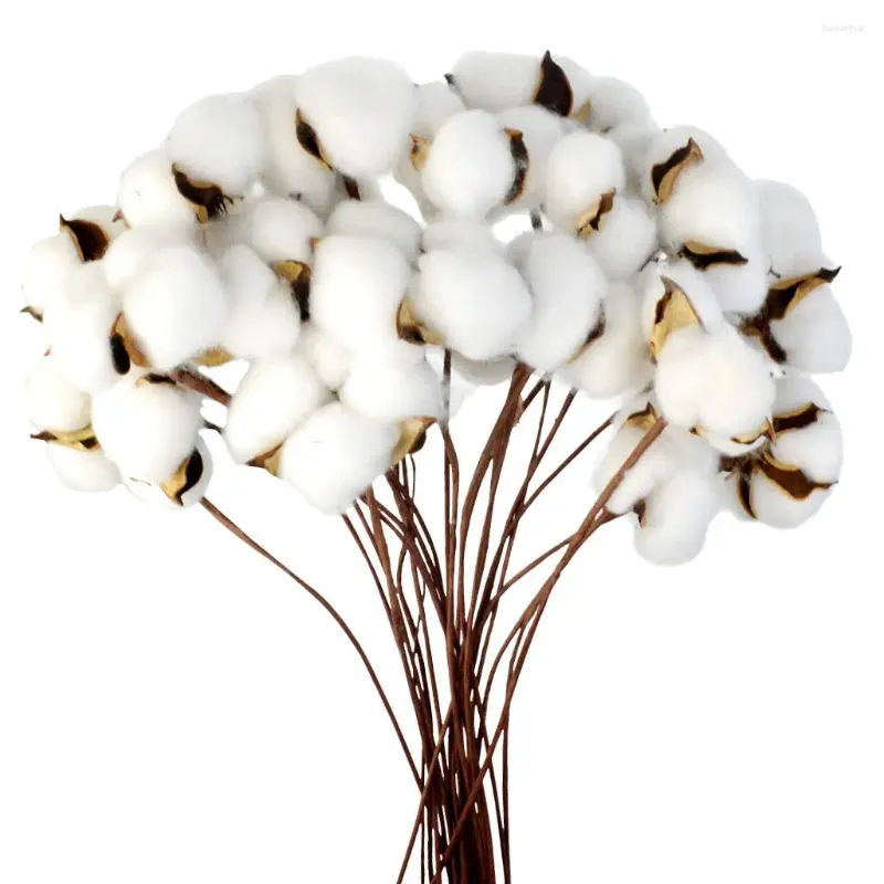 Fleurs décoratives 24pcs Solers en coton vraiment naturels branche de fleurs séchées pour arrangements d'automne Ferme Mariage floral de Noël bricolage