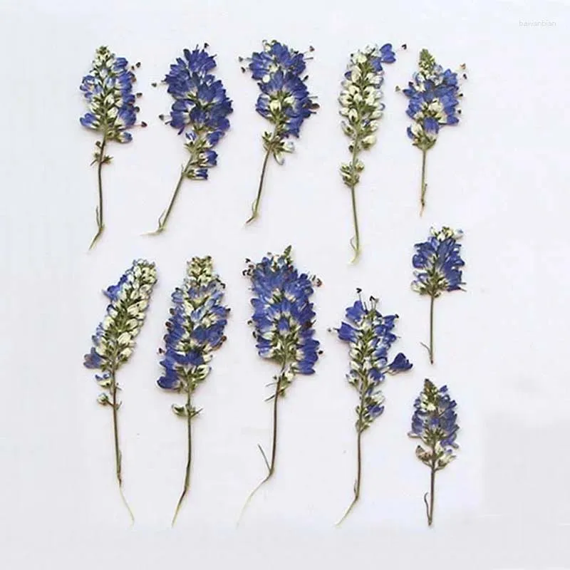 Decorative Flowers 3-6CM/24PC Real Natural Plant Dried Pressed Small Dry Press Flower Branch For Epoxy Resin Invitation Card Candle