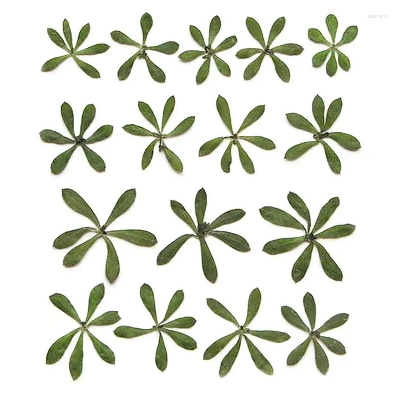 Декоративные цветы 1,5-2,5 см/ настоящие натуральные сушеные зеленые листья сухой прессой крошечные лопатки для эпоксидной смолы.