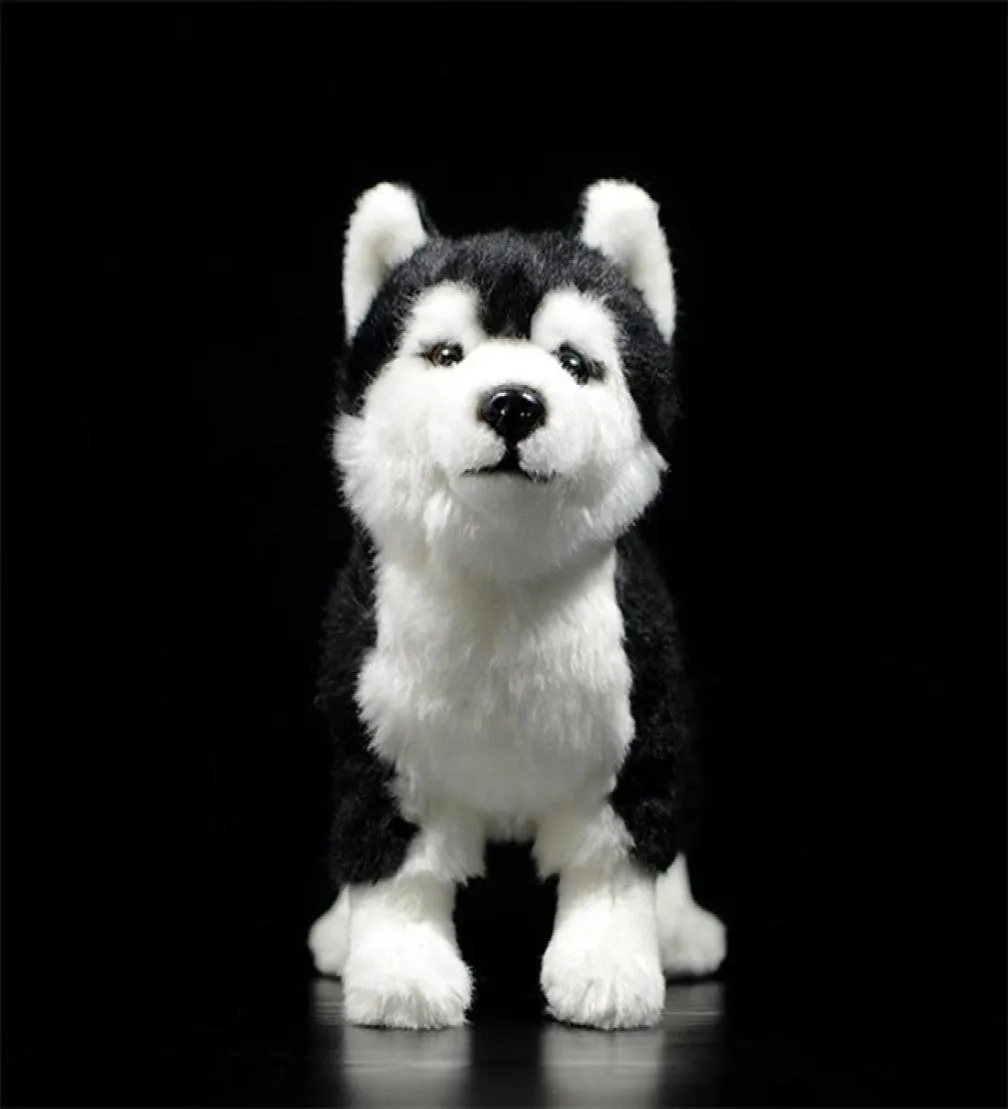 25cm Siberian Husky Dog Plush Toy W Brownblue Eye Lifee Alaskan Malamute Pchasze zabawki zwierzęce Prezenty świąteczne 2012127871309