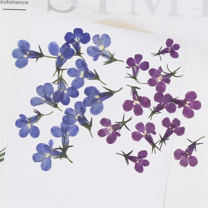 Dekorativa blommor 60x pressad torkad lobelia erinus blomma växt herbarium för smycken vykort inbjudning kort telefon fodral bokmärke hantverk