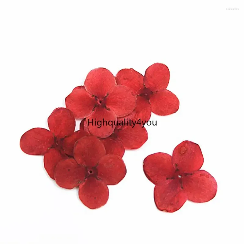 Flores decorativas 12pcs seco prensado vermelho lxora chinensis lam planta de flores herbário para jóias postagem de cartão de convite de cartão de convite