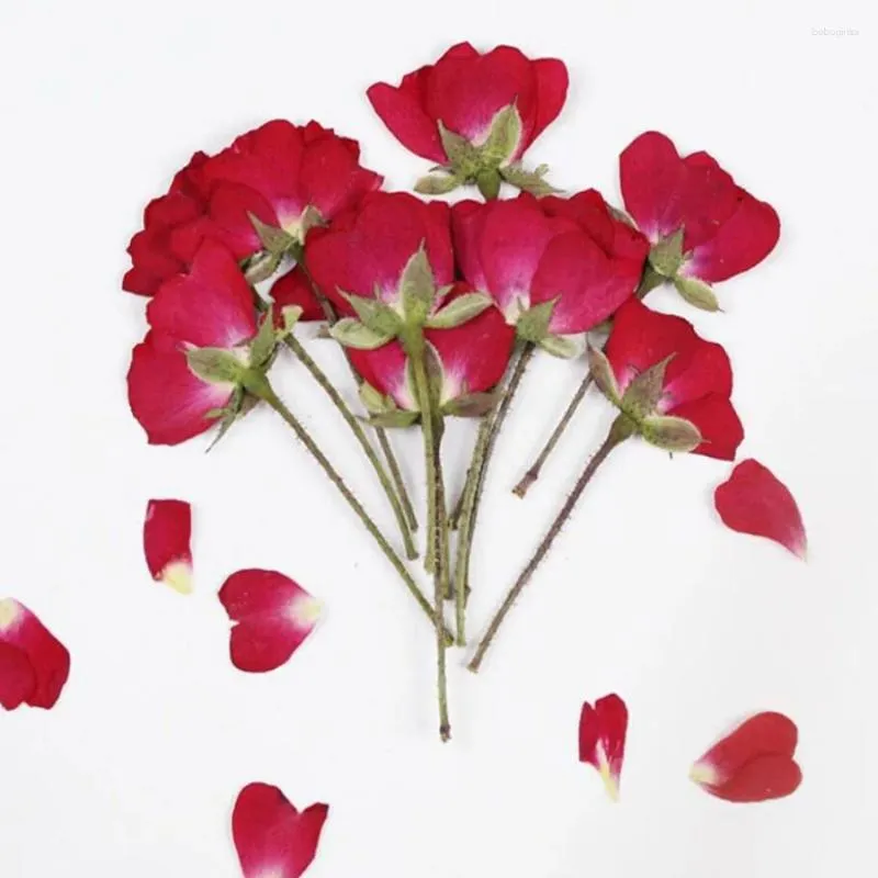 Flores decorativas 60 piezas Lado seco Presionado Red Chino Rose Flower Plant Herbarium para joyería Postal postal Tarjeta de invitación por teléfono