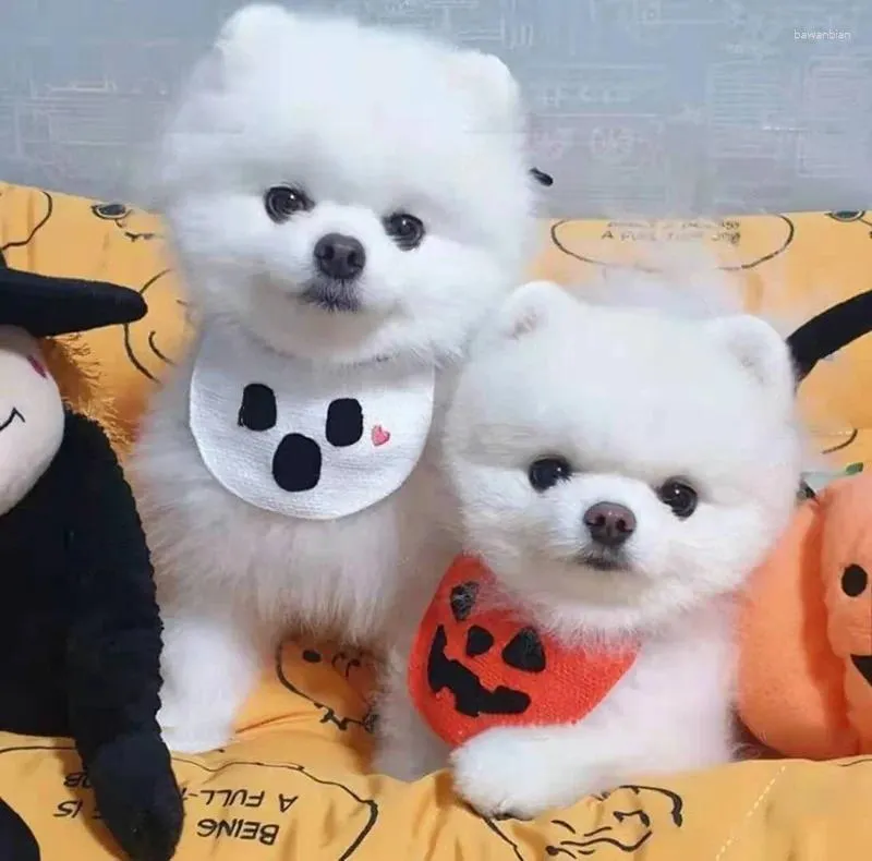 Appareils pour chiens et chats à lacets Salive Bib Belly Band Pumpkin Halloween Christmas Pibing Supplies Clothing Decoration