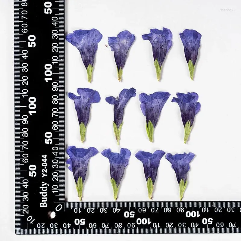 Dekorative Blumen 60pcs gepresst getrocknete blaue Schmetterling Blume Herbarium Schmuck Postkarte Lesezeichen Rahmen Telefonhülle Gesichts Make -up Lampe DIY
