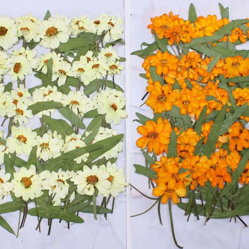 Dekorativa blommor 80st pressade torkade Zinnia Elegans Jacq. Stjälkar blomma växt herbarium hantverk diy vykort inbjudningskort