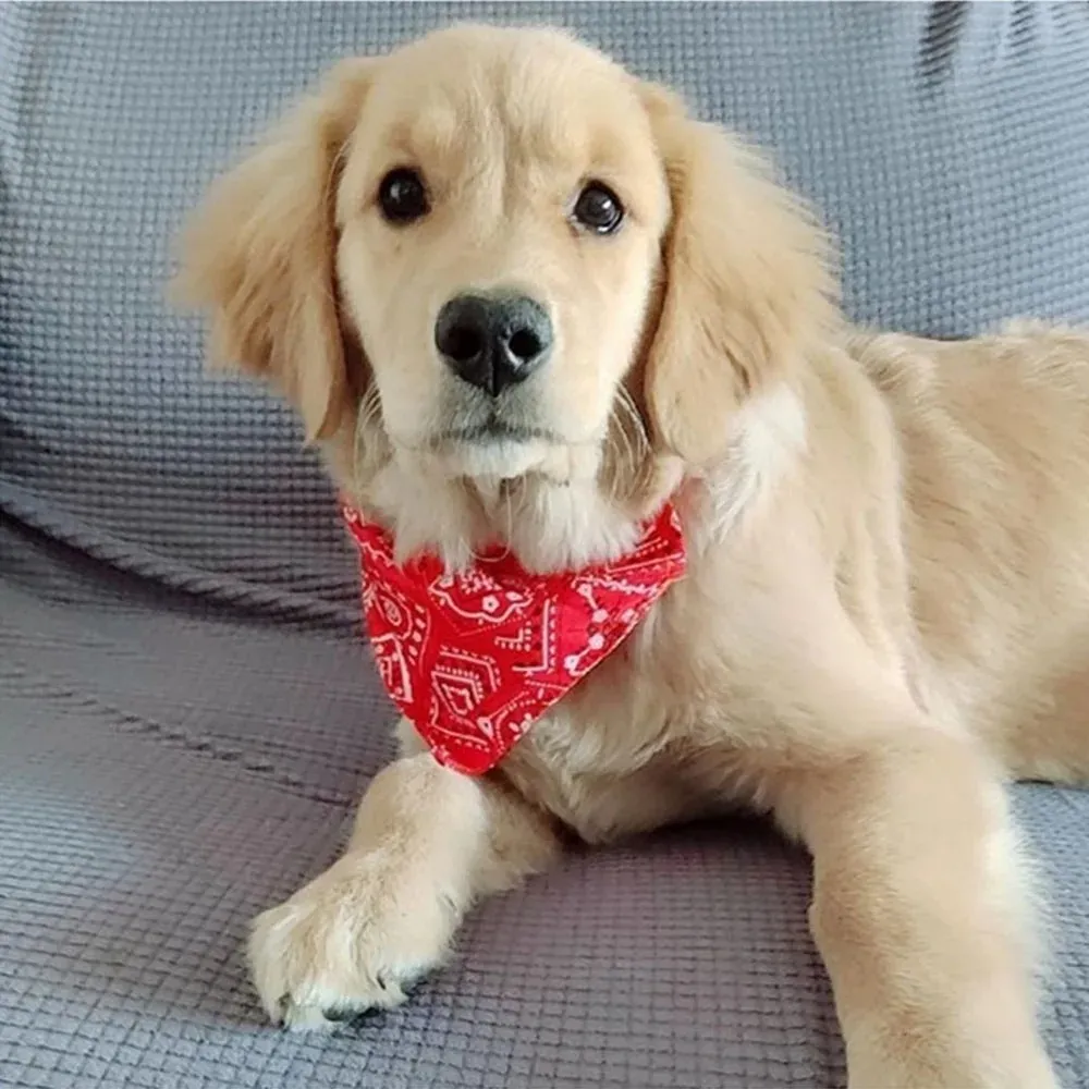 Golden Retriever Puppy Accessories Mvp123mvp Bandana Scarf