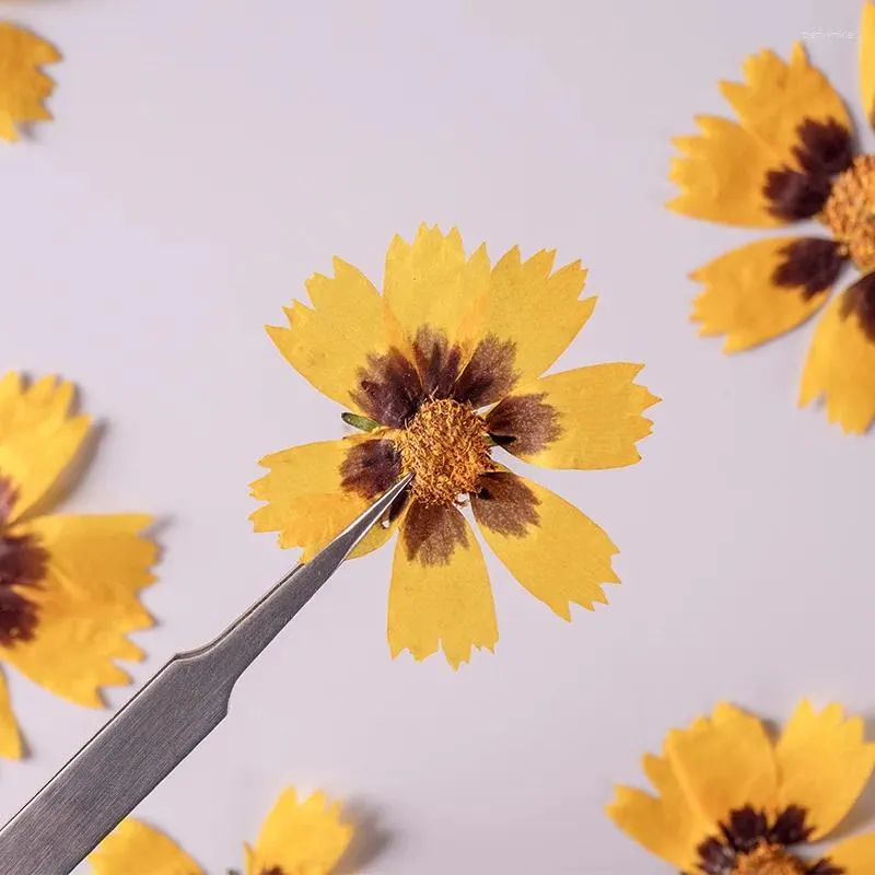 Dekoratif Çiçekler 60 PCS Preslenmiş Kurutulmuş Coreopsis Basalis Çiçek Bitkileri Epoksi Reçine Takı için Herbaryum Yapmak Yüz Makyaj Çivi Sanat El Sanatları