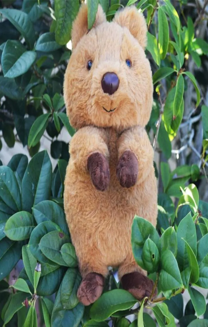 Plush Plush Animals Cute Quokka Plush Pluszowa zabawka Australia Plushie Plushie CUDDLY QUOKKA DLOUD 10 CALE 230217862599