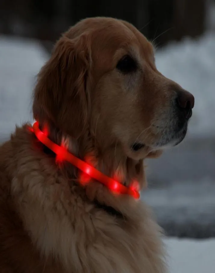 USB -uppladdningsbar LED -hund krage vattentät ljusup natt säkerhet hals loop fashing tubband växer i mörk6344114