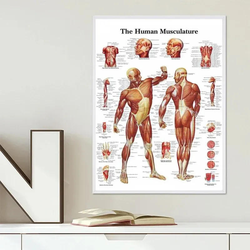 Sistema muscular Anatomía Cartel Músculo Diagrama de anatomía humana Anatomía Humana Póster médico Hospital Arte de pared decoración del corredor